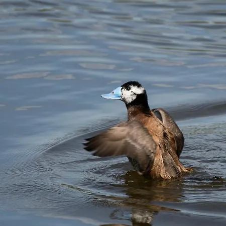 Tottam Art & Healthy Garden Chata *