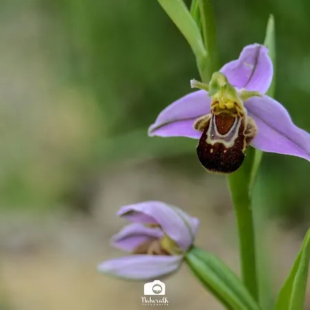 بيت خشبي Tottam Art & Healthy Garden مالقة