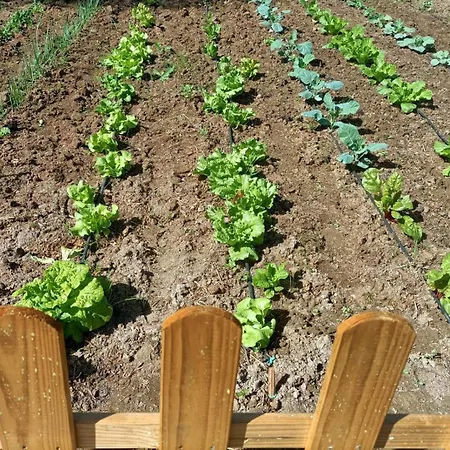 Tottam Art & Healthy Garden *